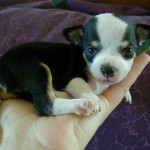 Chihuahua Puppy In Hand