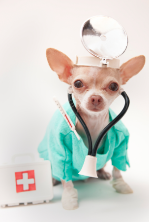 can chihuahuas cure asthma